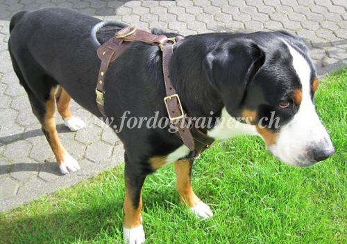 order leather harness with Chest Plate Mountain Dog