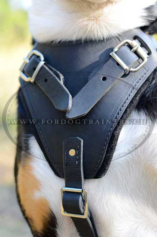 Klassisches Brustgeschirr fr Sennenhund bestellen