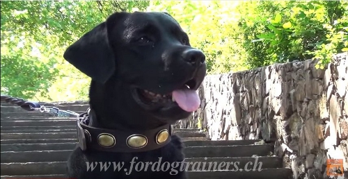 halsbnder leder Labrador
vintage schweiz