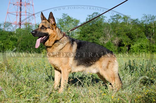 Hunde Lederhalsband fr Schferhund, Lederhalsband mit
quadratischen Nieten