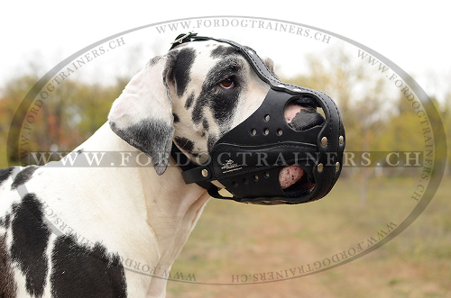 deutsche dogge training maulkorb hund schweiz
