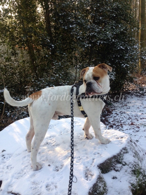 geschirr Amerikanische Bulldogge schweiz