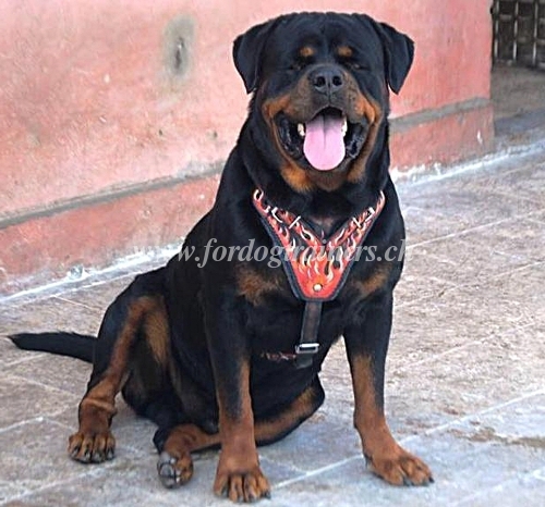 Rottweiler Ledergeschirr bemalt kaufen