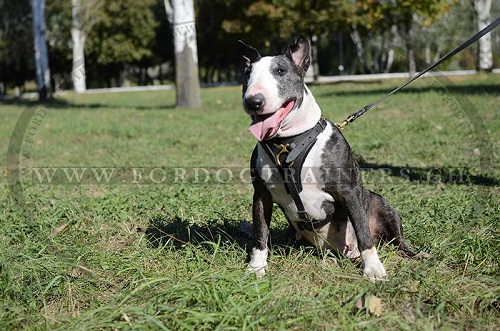 Hundegeschirr Leder Bullterrier Schweiz