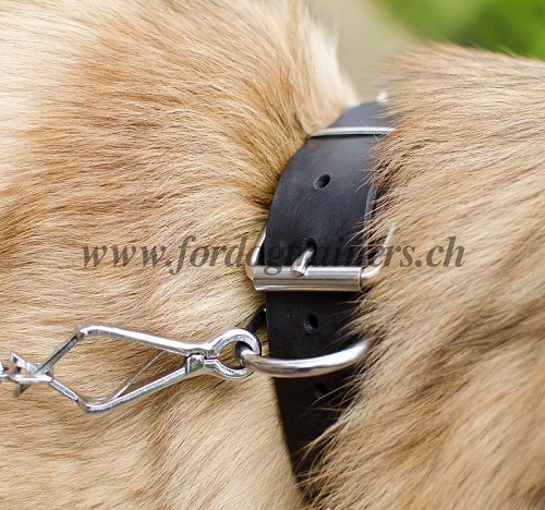 Leder Hundehalsband belgischer schferhund schweiz