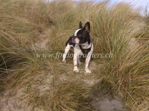 dog harness Boston Terrier Buy