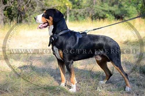 Schweizer Sennenhund Hundegeschirr hochwertig
IGP