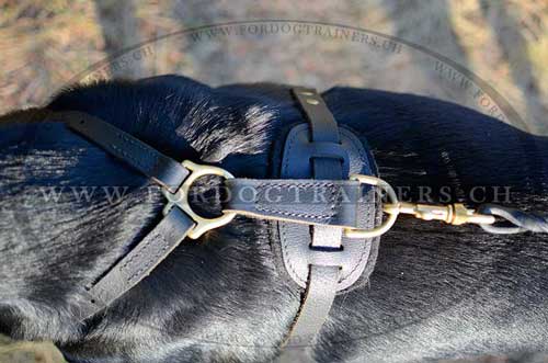 Ledergeschirr fr Sennenhund Schweiz bestellen