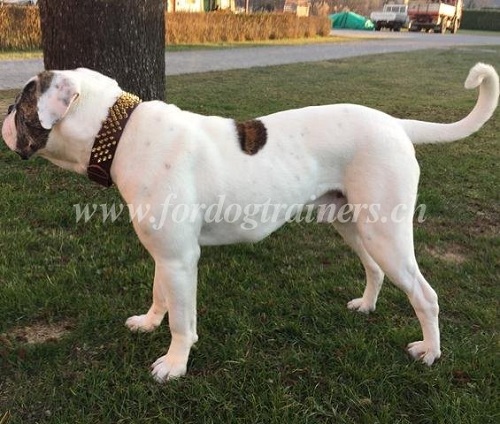 halsband messing spikes ametikanische bulldogge