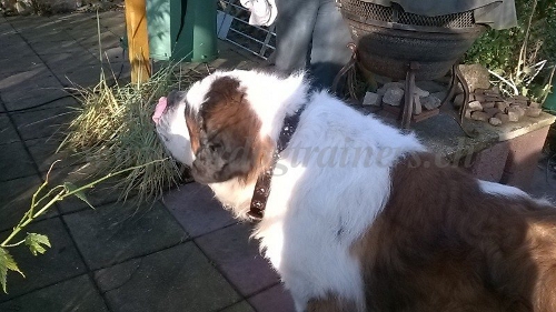 Bernhardiner halsband fr Hundeausbildung