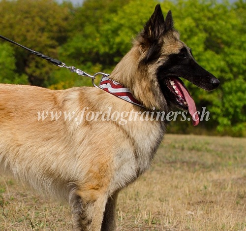 Hundehalsband leder fr Tervueren
im
amerikanischen Stil