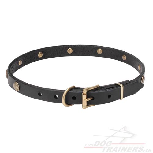 hunde halsband leder dnn schweiz