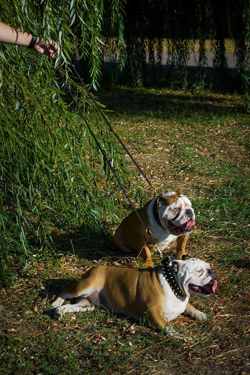 halsband echtes leder englische
bulldogge