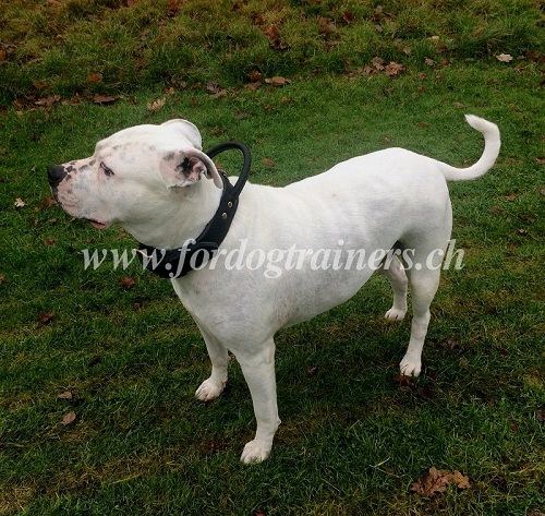 hetzhalsband mit griff leder american bulldog schweiz