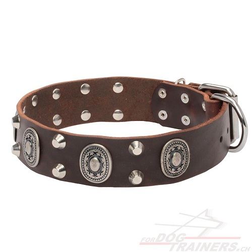 leder
halsband breit schweiz
