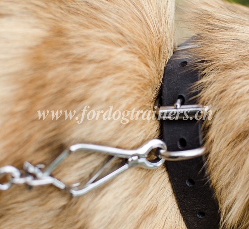 tervueren halsband leder training schweiz