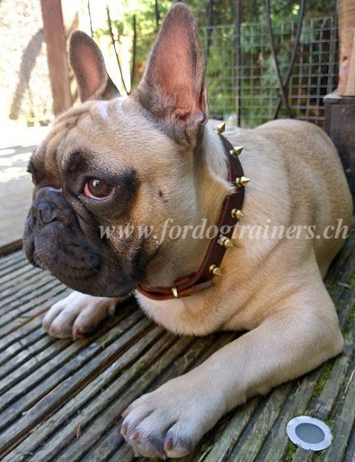 Franzsische Bulldogge halsband
leder spikes schweiz