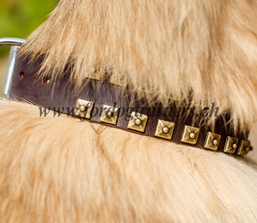 halsband leder tervueren hund bern