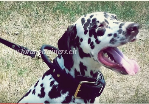 halsband leder Dalmatiner hundesport schweiz