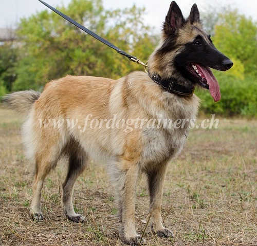 Lederhalsband Nappa fr Tervueren Hund Handgemacht