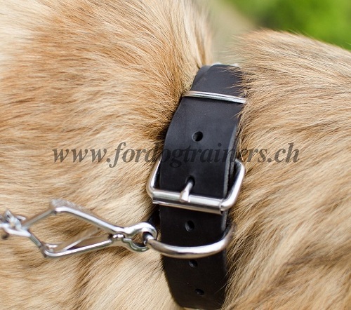 halsband leder belgischer schferhund zrich