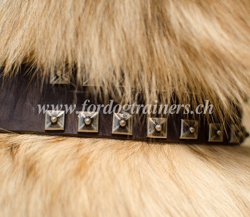 nietenhalsband leder tervueren hund bern