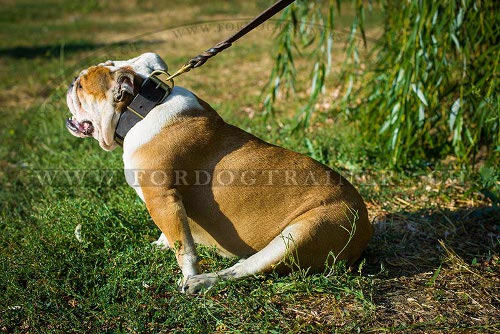 Lederhalsband mit platten fr Englische Bulldogge
bestellen