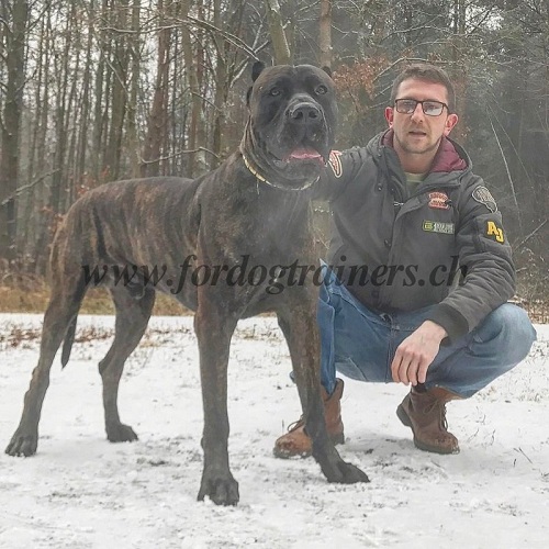 leder halsband bandogge deutschland kaufen