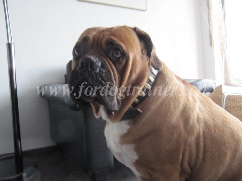 Hunde Lederhalsband Mastiff Schweiz