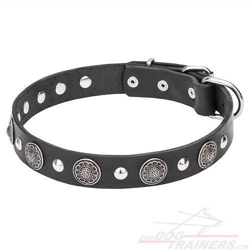 lederhalsband hund Nieten luxus schweiz