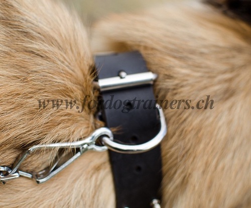 lederhalsband hund belgischer schferhund