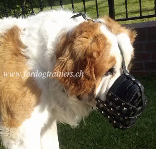 Ledermaulkorb bernhardiner schweiz bernhardiner
maulkorb leder kaufen schweiz