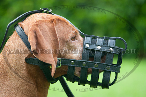 universeller Hundemaulkorb fr rhodesian ridgeback