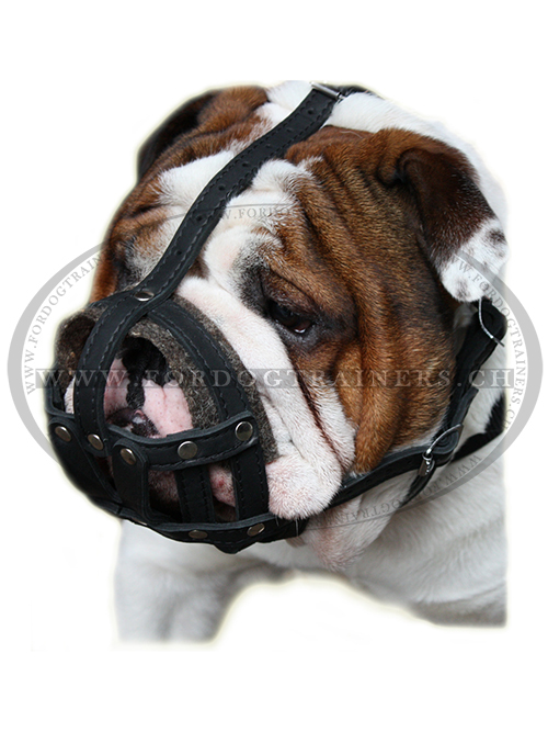maulkorb leder bulldogge vinelz