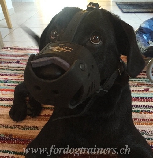 maulkorb fr angstbeisser labrador