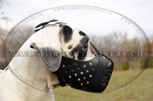 deutsche
dogge stomaulkorb kaufen