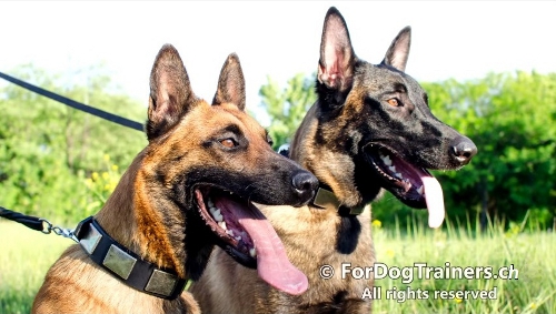 halsbnder leder malinois
hundeausstellung schweiz