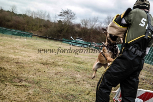 Beiarm malinois steelblood bandog schweiz