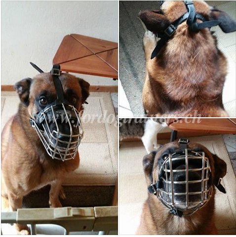 drahtmaulkorb stirnriemen malinois