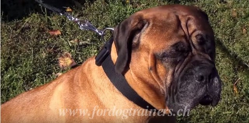 boerboel halsband nylon schweiz