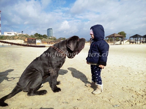 mastiff leder leine
