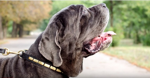 Handgemachtes Hundehalsband fr
Mastino Napoletano