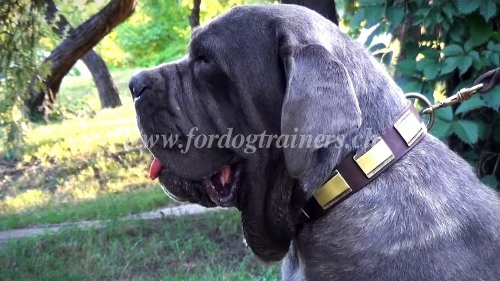 halsband hund handgemacht mastino napoletano schweiz