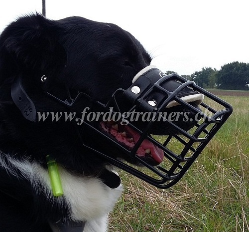 hundemaulkorb gitter border collie genf