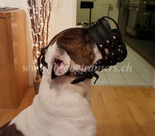 maulkorb gegen gift American Bulldog