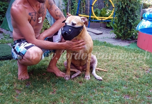 pitbull maulkorb kaufen
