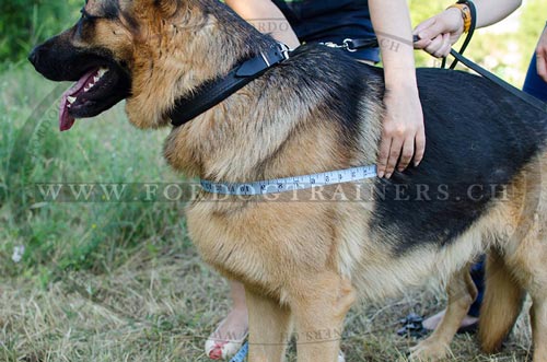 Schferhund Geschirr bestellen Hundeauslauf