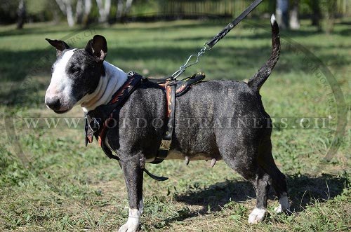 Bemaltes ledergeschirr bullterrier mini 
