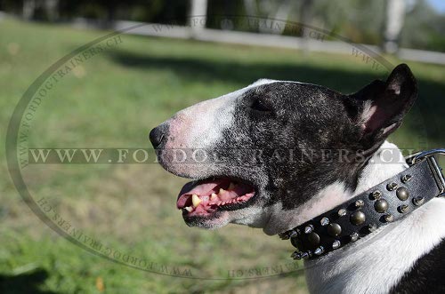 bullterrier halsband mit Spikes fr
bullterrier