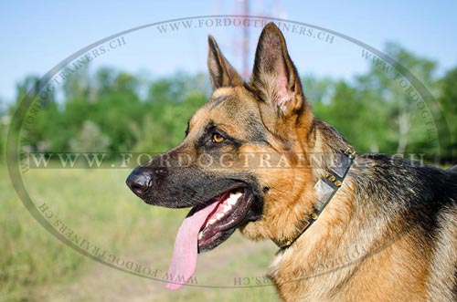 Ausgezeichnetes Leder Hundehalsband fr Schferhund,
Lederhalsband mit Platten und Spikes